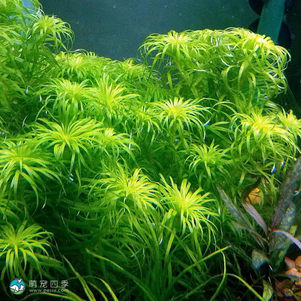 贝伦宽叶太阳-3