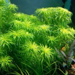 贝伦宽叶太阳-缩略图-3