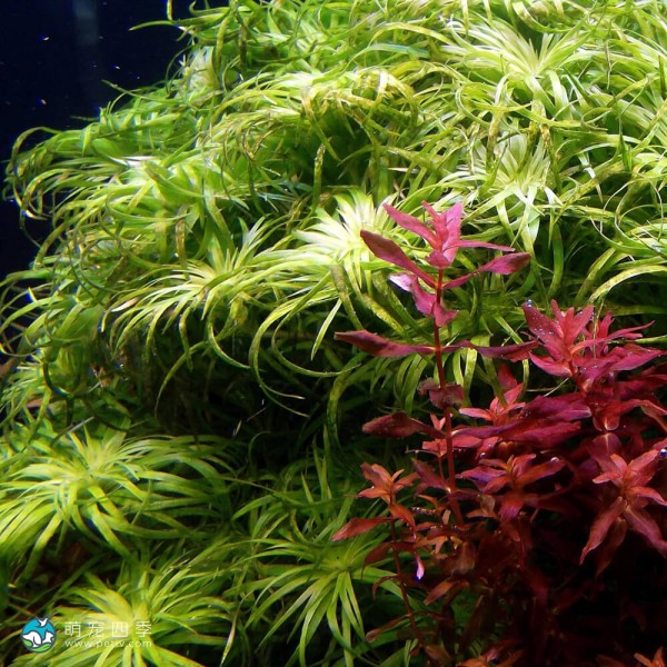 贝伦宽叶太阳-4