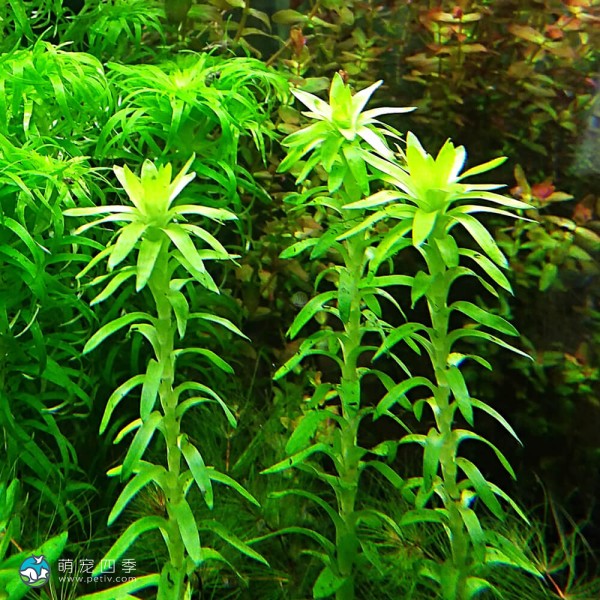 贝伦宽叶太阳-5