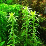 贝伦宽叶太阳-缩略图-5