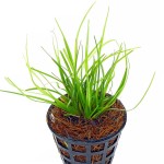 短莛谷精-缩略图-1