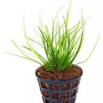 短莛谷精-缩略图-2