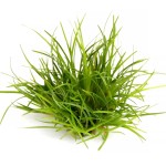 短莛谷精-缩略图-3