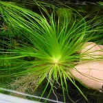 短莛谷精-缩略图-4