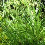 赤焰灯心草-缩略图-1