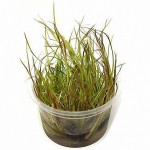 赤焰灯心草-缩略图-2