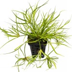 赤焰灯心草-缩略图-3