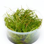 赤焰灯心草-缩略图-4