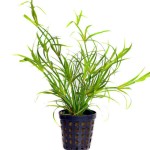 赤焰灯心草-缩略图-5