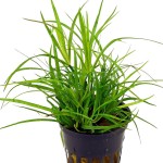 赤焰灯心草-缩略图-6