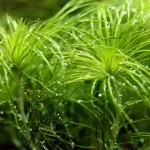 丝叶谷精草-缩略图-2