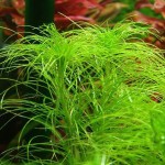 丝叶谷精草-缩略图-3