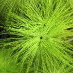 丝叶谷精草-缩略图-4