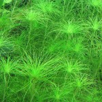 丝叶谷精草-缩略图-5