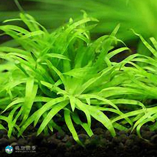 波叶谷精太阳-1