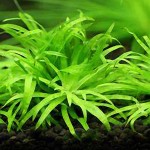 波叶谷精太阳-缩略图-1