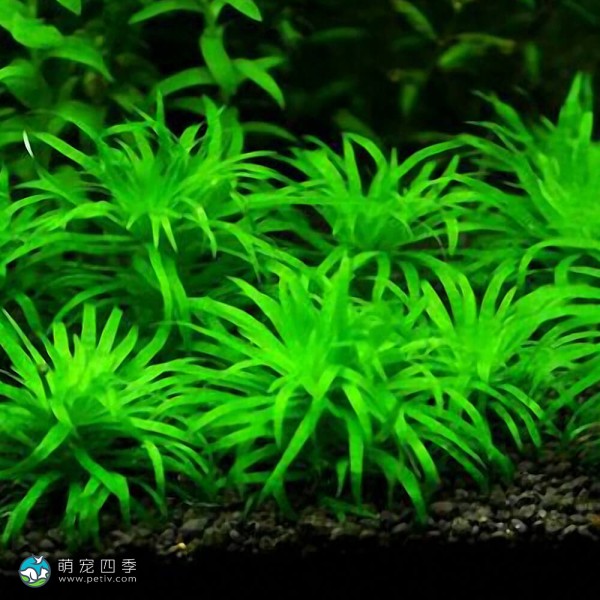 波叶谷精太阳-2