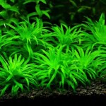 波叶谷精太阳-缩略图-2