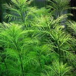 日本绿千层-缩略图-2