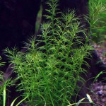 细羽狐尾藻-缩略图-1