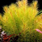 细羽狐尾藻-缩略图-2