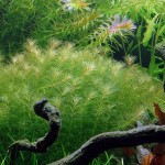 细羽狐尾藻-缩略图-3