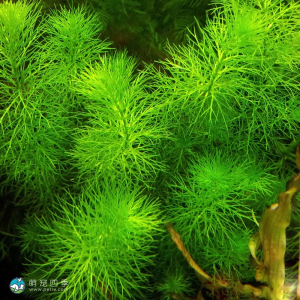 圭亚那狐尾藻-1