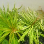 非洲红柳-缩略图-1