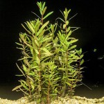 非洲红柳-缩略图-2