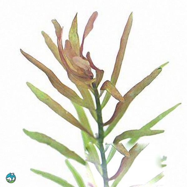 亚拉圭亚红十字叶萼距花-1