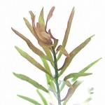 亚拉圭亚红十字叶萼距花-缩略图-1