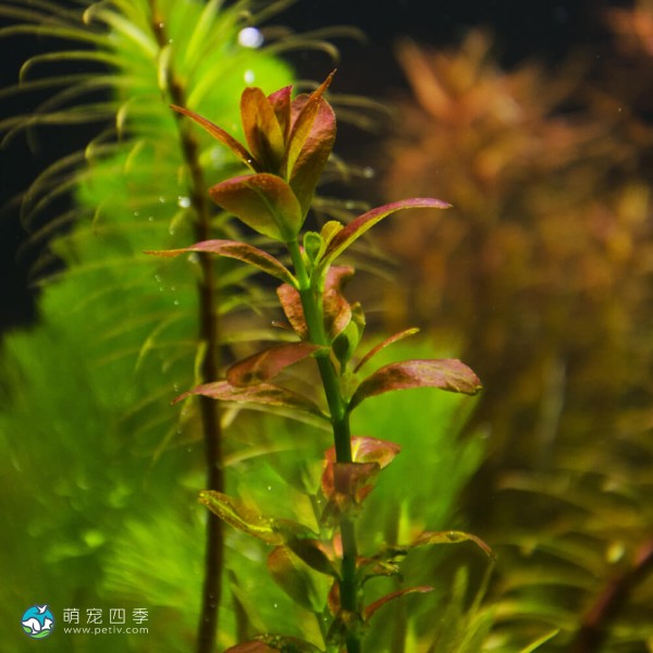 亚拉圭亚红十字叶萼距花-2