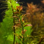 亚拉圭亚红十字叶萼距花-缩略图-2