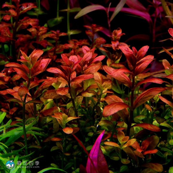 亚拉圭亚红十字叶萼距花-3