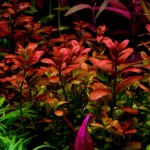 亚拉圭亚红十字叶萼距花-缩略图-3