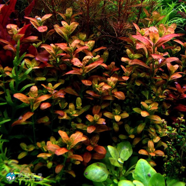 亚拉圭亚红十字叶萼距花-4