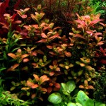 亚拉圭亚红十字叶萼距花-缩略图-4