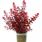 迷你红蝴蝶-缩略图-1