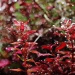 迷你红蝴蝶-缩略图-2