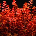 迷你红蝴蝶-缩略图-3