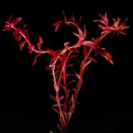 迷你红蝴蝶-缩略图-4