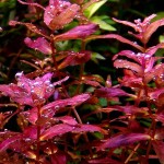 迷你红蝴蝶-缩略图-5