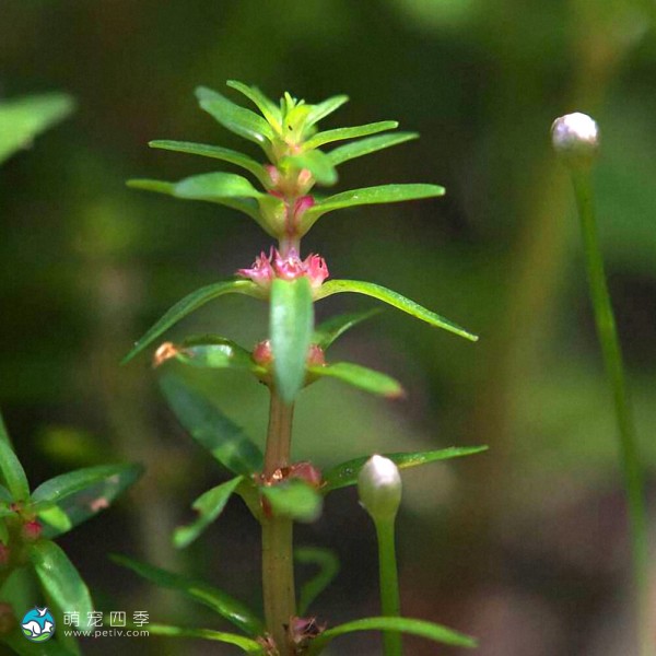 墨西哥水松叶-1