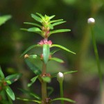 墨西哥水松叶-缩略图-1