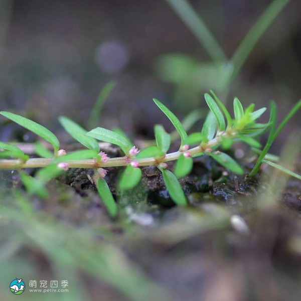 墨西哥水松叶-2