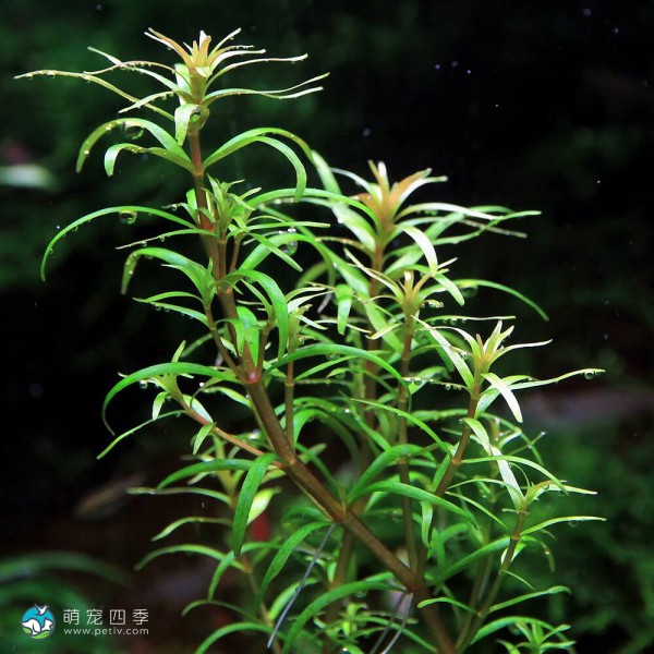 墨西哥水松叶-4