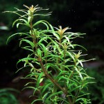 墨西哥水松叶-缩略图-4