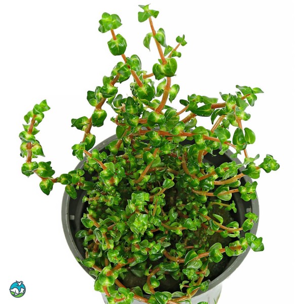 墨西哥水松叶-5