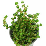 墨西哥水松叶-缩略图-5